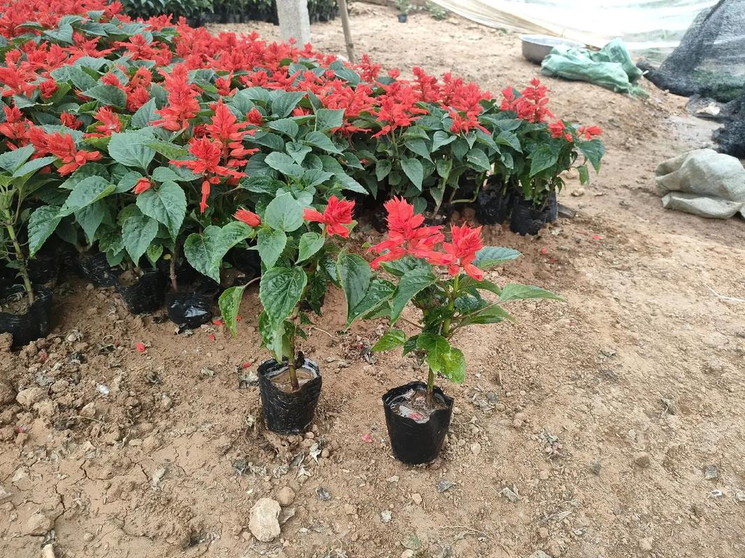花卉基地大量供应绿化苗木 小皮桶一串红与多芽狼尾的优选指南