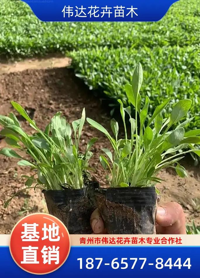 上海金鸡菊厂家报价与选择指南 为何伟达花卉苗木成为可靠之选