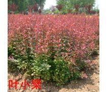 红叶小檗 城市绿化的理想选择——千红厂家直销特价批发
