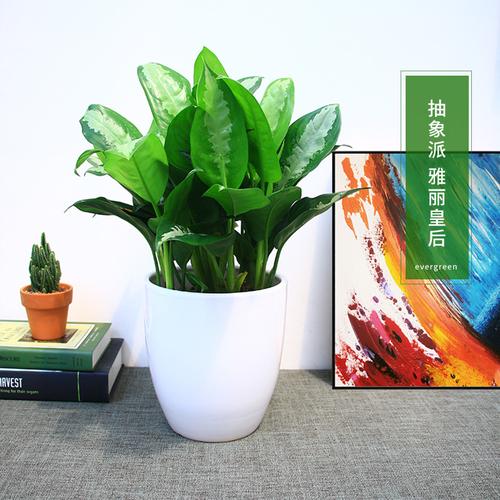 武汉公司绿化维护与工厂盆景花木服务全指南