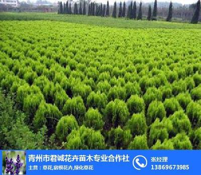 广东绿化苗木与君诚花卉苗木 优质绿化苗木的选择之道