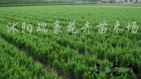 长春沭阳瑞豪花卉苗木场 优质花卉苗木供应，助力绿色生态建设（第2页）