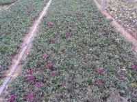 北海九鼎花卉苗木基地 绿化苗木与宿根花卉的优质供应商